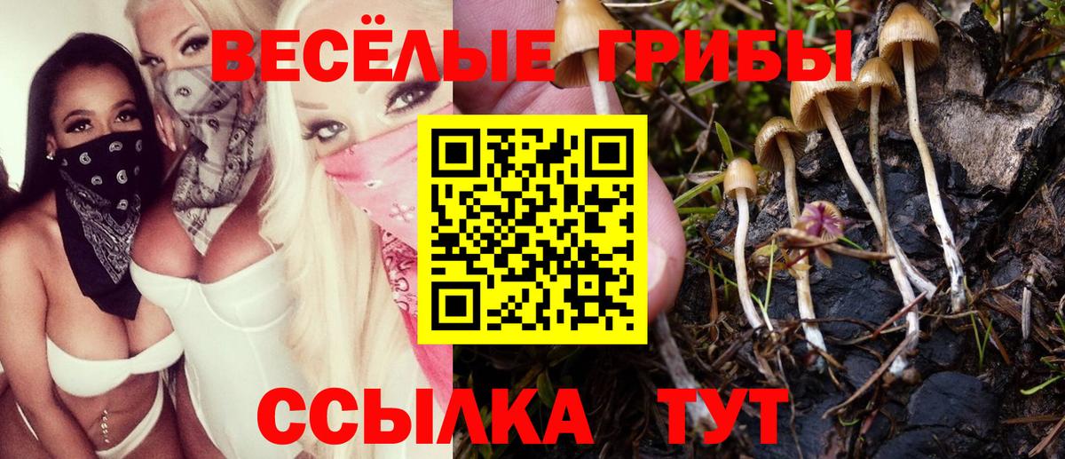 Волхов  Псилоцибиновые грибы Cubensis  Вход с VPN 